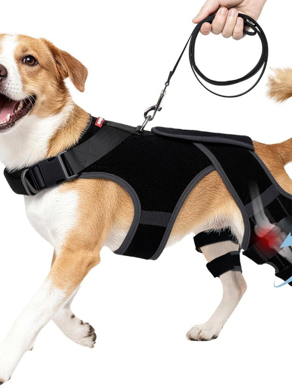 Dog Knee Brace for Torn ACL/CCL Hind Leg